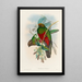Eine Monographie der Trogonidae oder Familie der Trogons Pl14 - John Gould — gerahmtes Bild an der Wand
