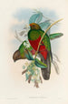 Eine Monographie der Trogonidae oder Familie der Trogons Pl14 - John Gould — Ansicht des Kunstwerks