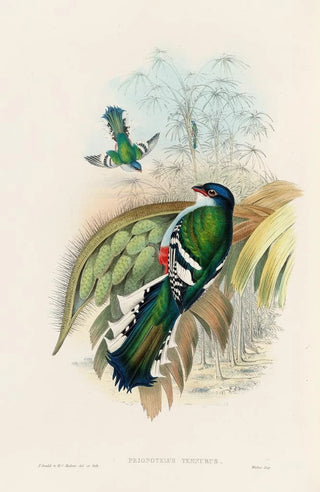 John Gould - A monograph of the Trogonidae or family of trogons Pl15.webp