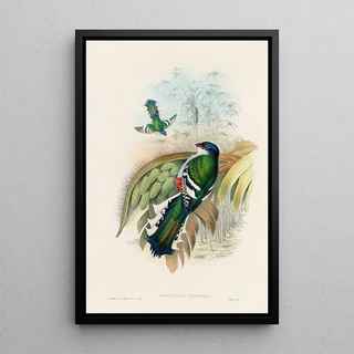 John Gould - A monograph of the Trogonidae or family of trogons Pl15.webp