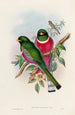 Eine Monographie der Trogonidae oder Familie der Trogons Pl16 - John Gould — Ansicht des Kunstwerks