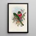Eine Monographie der Trogonidae oder Familie der Trogons Pl16 - John Gould — gerahmtes Bild an der Wand