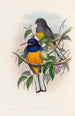 Eine Monographie der Trogonidae oder Familie der Trogone Pl18 - John Gould — Ansicht des Kunstwerks