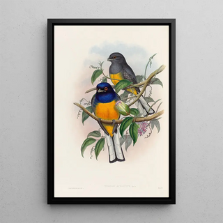 John Gould - A monograph of the Trogonidae or family of trogons Pl18.webp