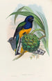 Eine Monographie der Trogonidae oder Familie der Trogone Pl19 - John Gould — Ansicht des Kunstwerks