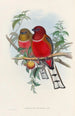 Eine Monographie der Trogonidae oder Familie der Trogone Pl21 - John Gould — Ansicht des Kunstwerks