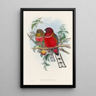 John Gould - A monograph of the Trogonidae or family of trogons Pl21.webp