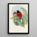 Eine Monographie der Trogonidae oder Familie der Trogons Pl23 - John Gould — gerahmtes Bild an der Wand