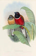 Eine Monographie der Trogonidae oder Familie der Trogons Pl23 - John Gould — Ansicht des Kunstwerks