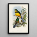 Eine Monographie der Trogonidae oder Familie der Trogone Pl24 - John Gould — gerahmtes Bild an der Wand