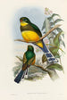 Eine Monographie der Trogonidae oder Familie der Trogone Pl24 - John Gould — Ansicht des Kunstwerks
