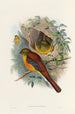 Eine Monographie der Trogonidae oder Familie der Trogons Pl26 - John Gould — Ansicht des Kunstwerks