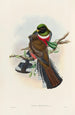 Eine Monographie der Trogonidae oder Familie der Trogone Pl28 - John Gould — Ansicht des Kunstwerks
