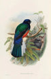 Eine Monographie der Trogonidae oder Familie der Trogone Pl31 - John Gould — Ansicht des Kunstwerks