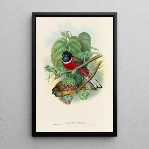 John Gould - A monograph of the Trogonidae or family of trogons Pl35.webp