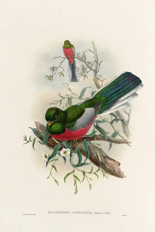 John Gould - A monograph of the Trogonidae or family of trogons Pl37.webp