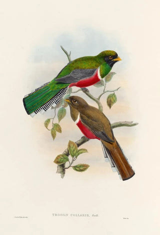 John Gould - A monograph of the Trogonidae or family of trogons Pl41.webp
