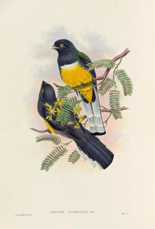 John Gould - A monograph of the Trogonidae or family of trogons Pl45.webp