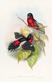 Eurylaime allié - John Gould — Ansicht des Kunstwerks