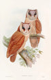Eulenschaukel-Bucht - John Gould — Ansicht des Kunstwerks