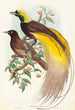 Oiseau de paradis Paradisea apoda - John Gould — Ansicht des Kunstwerks