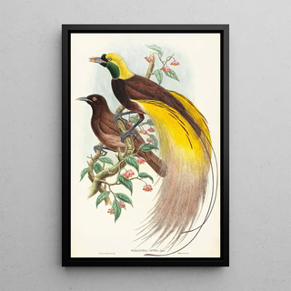 John Gould - Bird of Paradise Paradisea apoda.webp