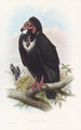 Vautour noir - John Gould — Ansicht des Kunstwerks