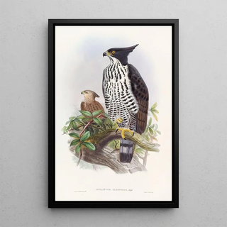 John Gould - Blackandwhite Crested Eagle.webp