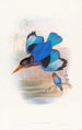 Martin-Pêcheur blau und weiß - John Gould — Ansicht des Kunstwerks