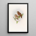 Eule von Brodie - John Gould — gerahmtes Bild an der Wand