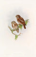 Eule von Brodie - John Gould — Ansicht des Kunstwerks