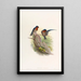 Hirondelle des Bungalows - John Gould — gerahmtes Bild an der Wand
