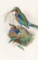 Rollier birman - John Gould — Ansicht des Kunstwerks