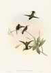 Callipharus nigriventris - John Gould — Ansicht des Kunstwerks