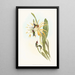Calothorax heliodori - John Gould — gerahmtes Bild an der Wand