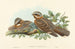 Engoulevent à collier roux - John Gould — Ansicht des Kunstwerks