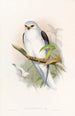 Elanus célèbre - John Gould — Ansicht des Kunstwerks