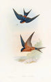 Hirondelle mosquée de Ceylan - John Gould — Ansicht des Kunstwerks