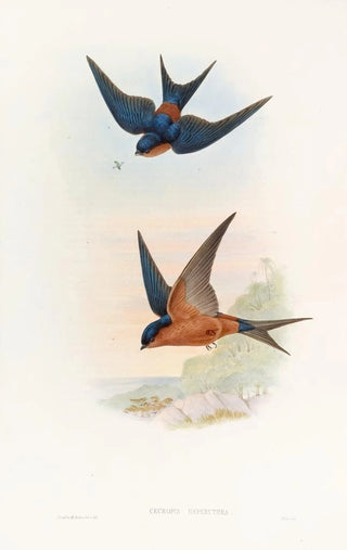 John Gould - Ceylonese MosqueSwallow.webp