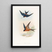 Hirondelle mosquée de Ceylan - John Gould — gerahmtes Bild an der Wand