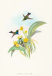 Damophila amabilis - John Gould — Ansicht des Kunstwerks