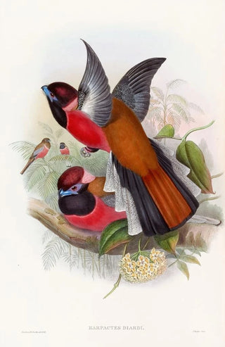 John Gould - Diards Trogon.webp