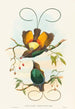 Diphyllodes chrysoptera - John Gould — Ansicht des Kunstwerks