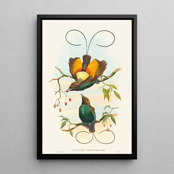 John Gould - Diphyllodes chrysoptera.webp