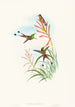 Discura longicauda - John Gould — Ansicht des Kunstwerks