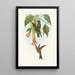 Docimastes ensiferus - John Gould — gerahmtes Bild an der Wand
