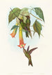 Docimastes ensiferus - John Gould — Ansicht des Kunstwerks
