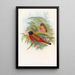 Trogon de Duvaucel - John Gould — gerahmtes Bild an der Wand