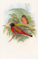 Trogon de Duvaucel - John Gould — Ansicht des Kunstwerks