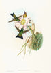 Eriocnemis vestitus - John Gould — Ansicht des Kunstwerks